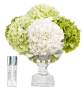 "Côte Noire" - Provence Hydrangeas Green